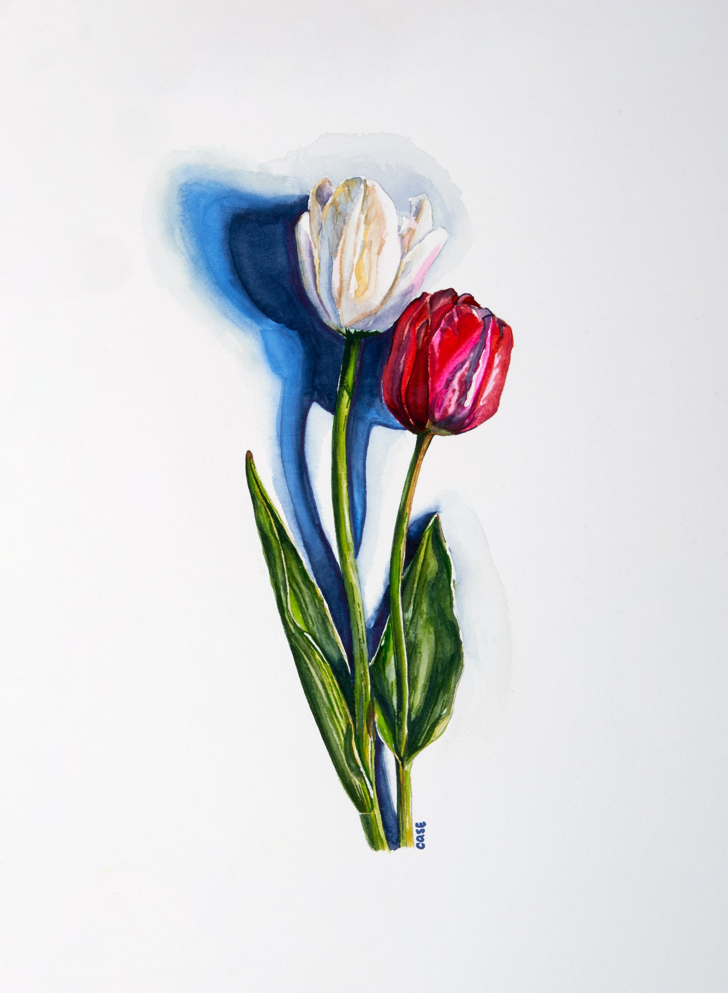 Red and White Tulip - Canvas Print