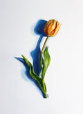 Yellow Tulip - 8x10 inch Print