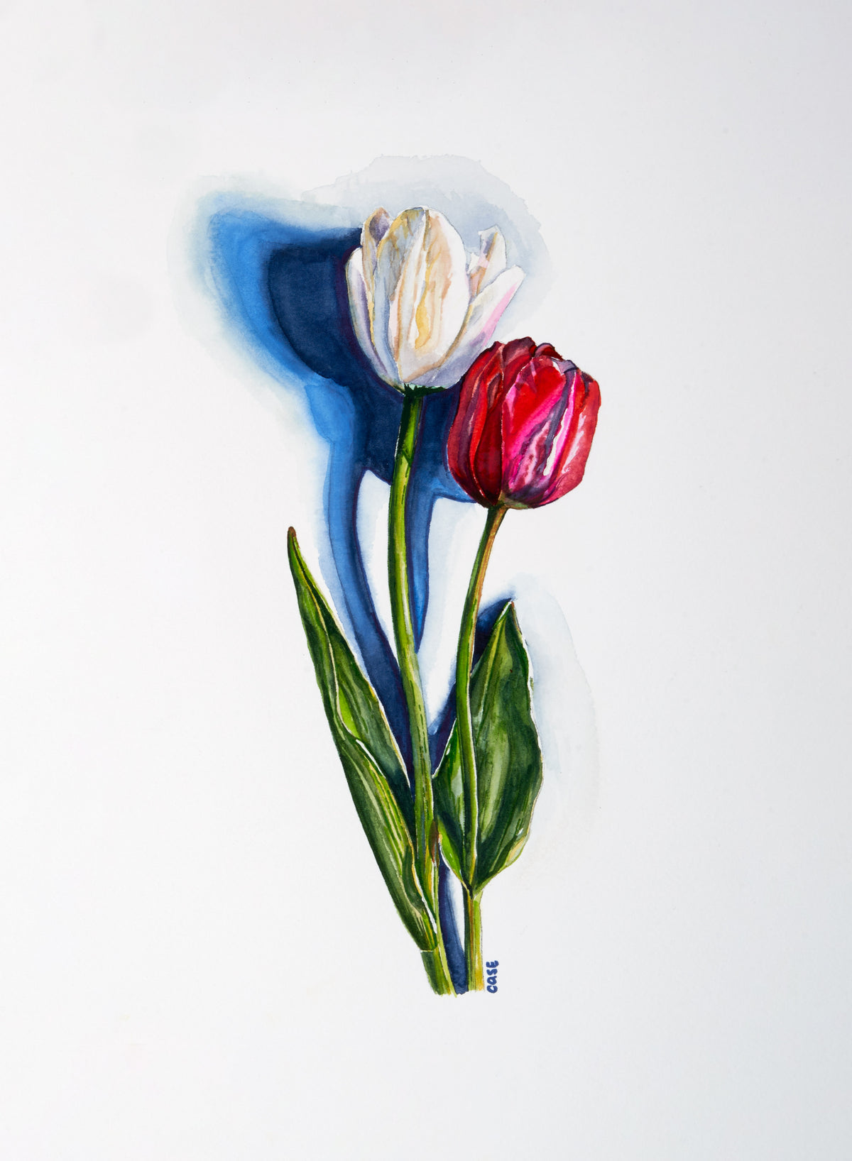 Red and White Tulip - Print