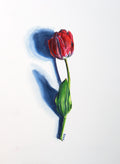 Red Tulip - 8x10 inch Print